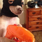 isquirtonSammy's Avatar'