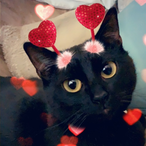 RaidedHearts's Avatar'