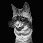 chefshloppa's Avatar'