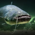 ProstoCatfish's Avatar'