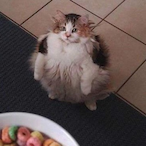 FRESHKNEEKAP's Avatar'