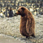 Frz on ket's Avatar'