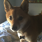 Hachidog64's Avatar'