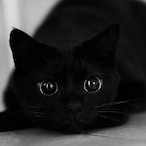 TattooedCat.SiU's Avatar'