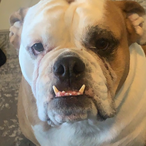 K9HRISTIAN's Avatar'