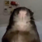 AnanasRemix's Avatar'