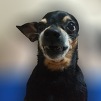 renanlricci's Avatar