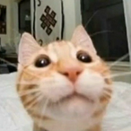 cavermoo's Avatar'