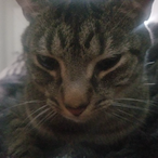 spencerrr19's Avatar'