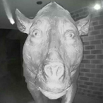 SpidohMan's Avatar'