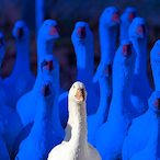 changeusers26958's Avatar'