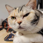 CatOnMyMousepad's Avatar'