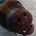 HZ144 Croaty's Avatar'