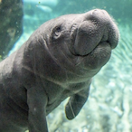 BabyManatee's Avatar'
