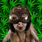 P1G.'s Avatar'