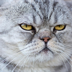 AggresiveKitty's Avatar'