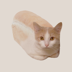 Catloaf-'s Avatar'