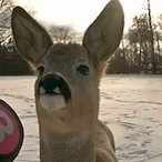 CJay_Deer's Avatar'