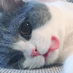 OLDCAT36's Avatar'