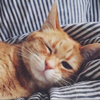 Apigsdream's Avatar'