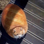 PonguinoIDK's Avatar'