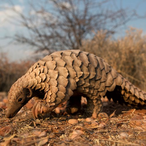 Pangolin....'s Avatar'