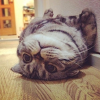 MunchkinV's Avatar'