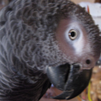 Parrotslave's Avatar