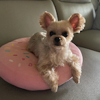 Dog_SongE's Avatar'
