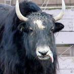 sweetyYAK's Avatar'