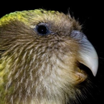 CopperKakapo1's Avatar'
