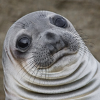 Lil_DANKPOTATO's Avatar'