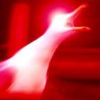 BeastySeagull's Avatar'