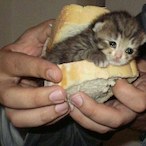 serozhakachelya's Avatar'