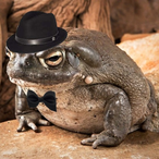 Don_Toad's Avatar'