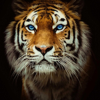 MachoTiger1's Avatar'