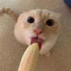 LiccPuss's Avatar'