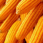 Maize.'s Avatar'