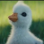 Little-Ducklin's Avatar'