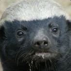 honeybadger.-'s Avatar'