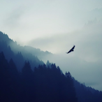 Ttvswungup's Avatar'