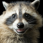 Gynophobia-'s Avatar'