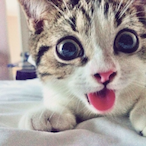 TacticaIKitten's Avatar