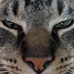 FoodGuy.'s Avatar'