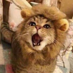 rawr_..'s Avatar'