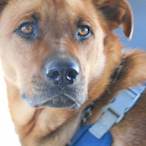 Phoenix.Liz's Avatar'