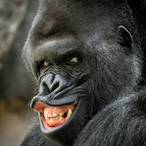 baboon-lze.BNS's Avatar'