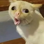 Dopeflamingo33's Avatar'