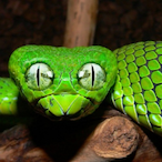 BuzzViper's Avatar'