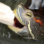 TortBanana_'s Avatar'